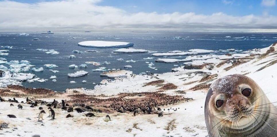 Тест: знаете ли вы эти удивительные факты об Антарктиде?